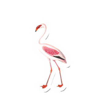 Birdy Flamingo