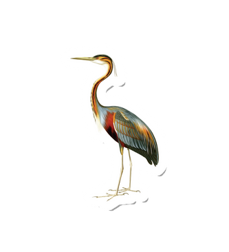 Birdy Purple Heron