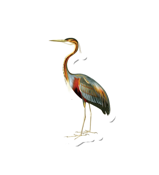 Birdy Purple Heron
