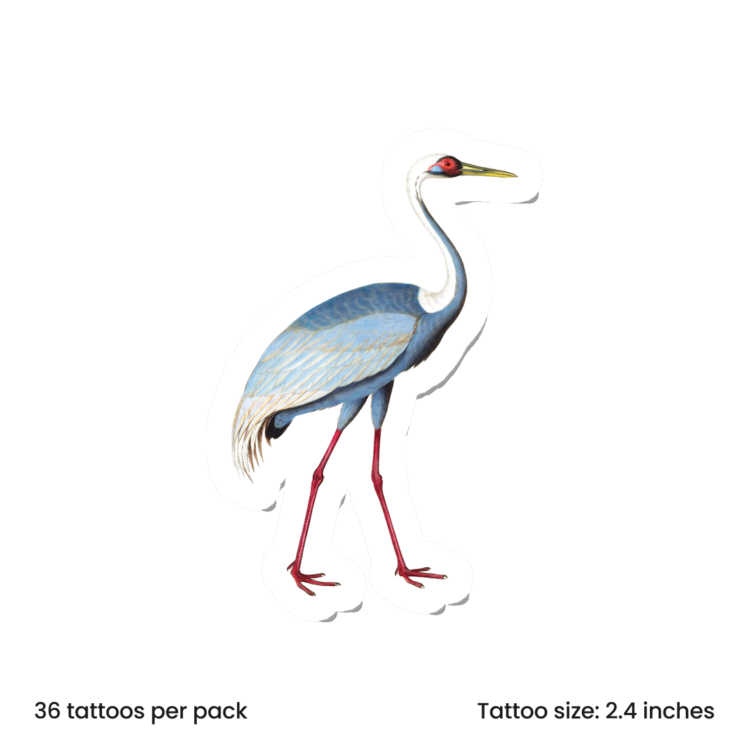 Birdy Sarus