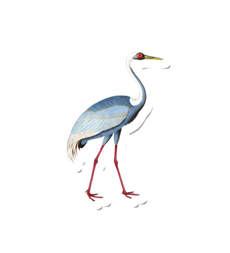 Birdy Sarus