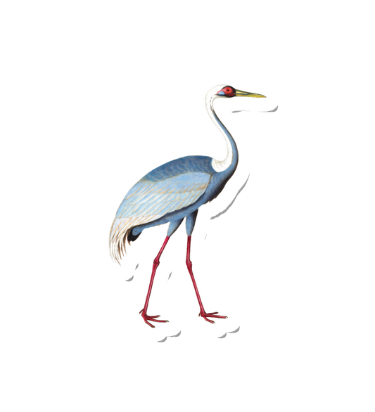 Birdy Sarus