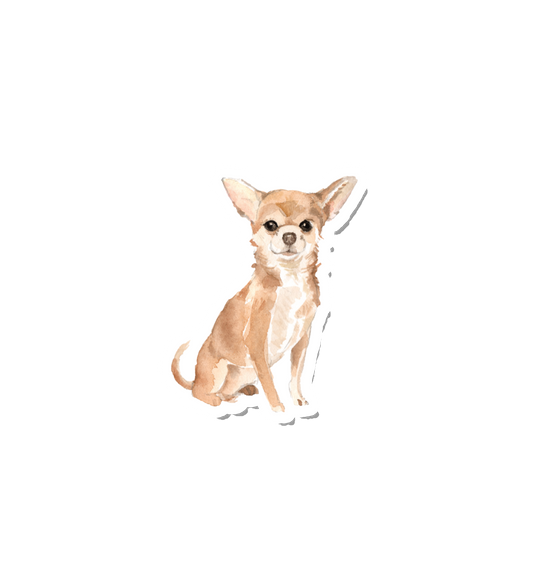 Chihuahua