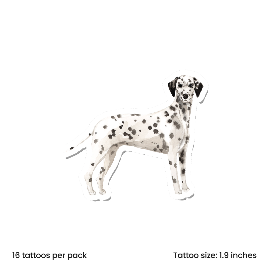 Watercolor Dalmatian