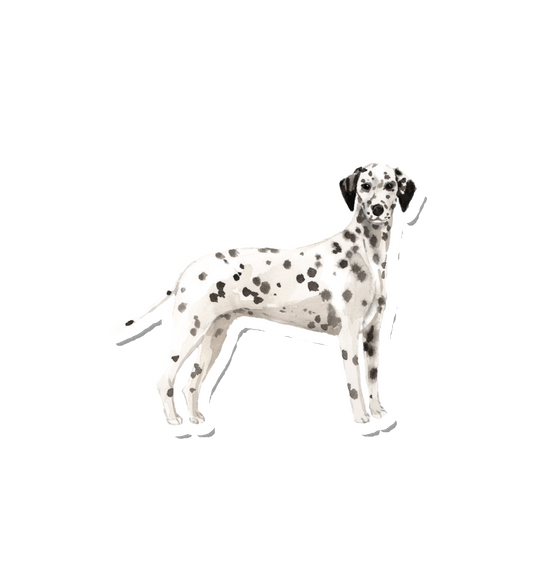 Watercolor Dalmatian