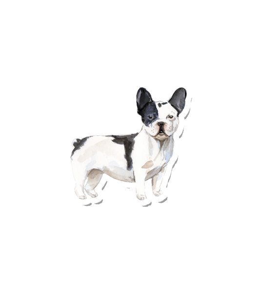 Watercolor French-bulldog