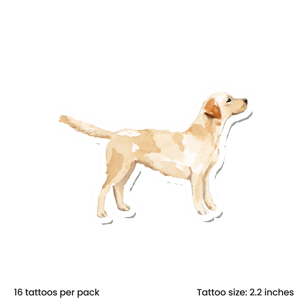 Labrador