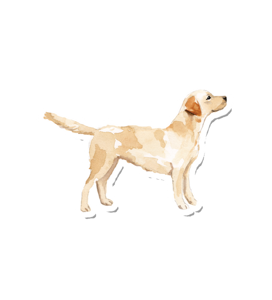 Labrador