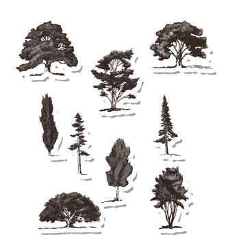 Sketched Trees